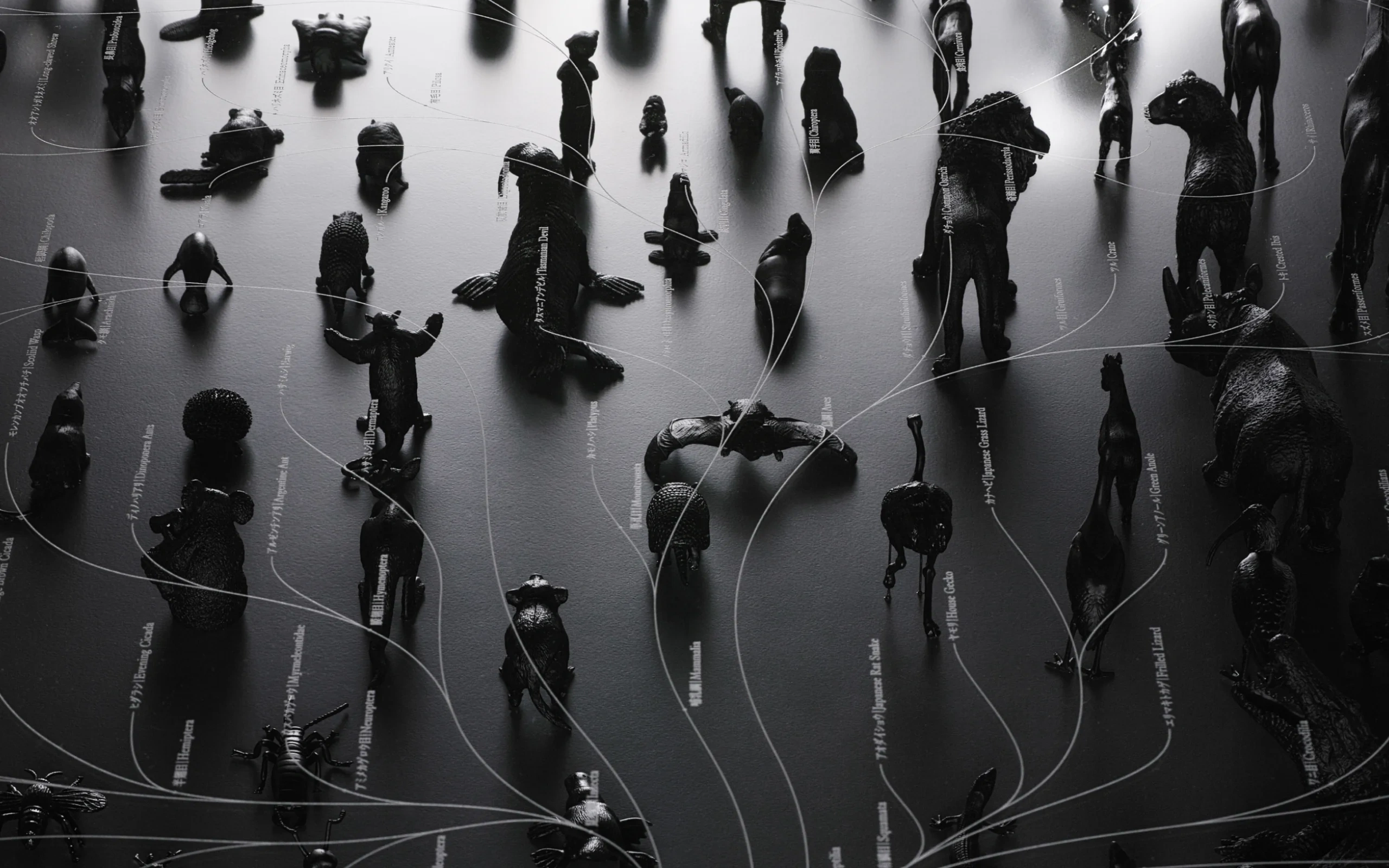 ggg/
Evolutionary Tree